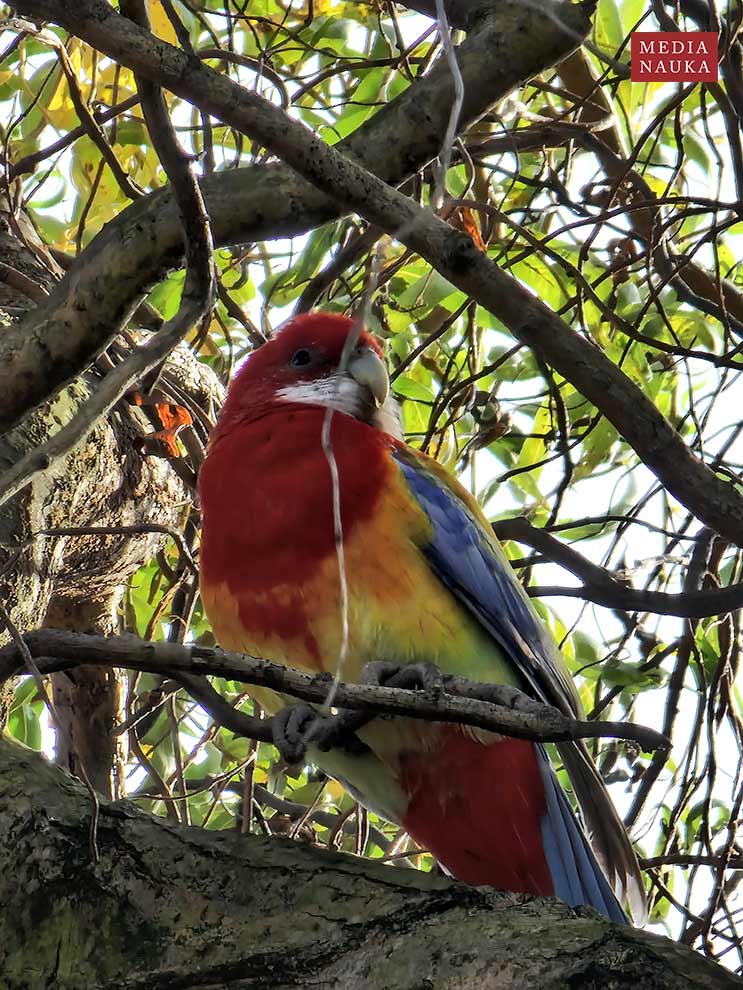 rozella białolica (Platycercus eximius)