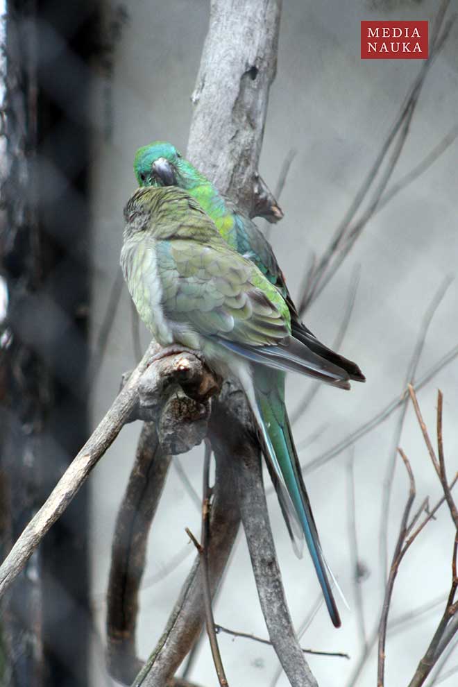 świergotka seledynowa (Psephotus haematonotus)