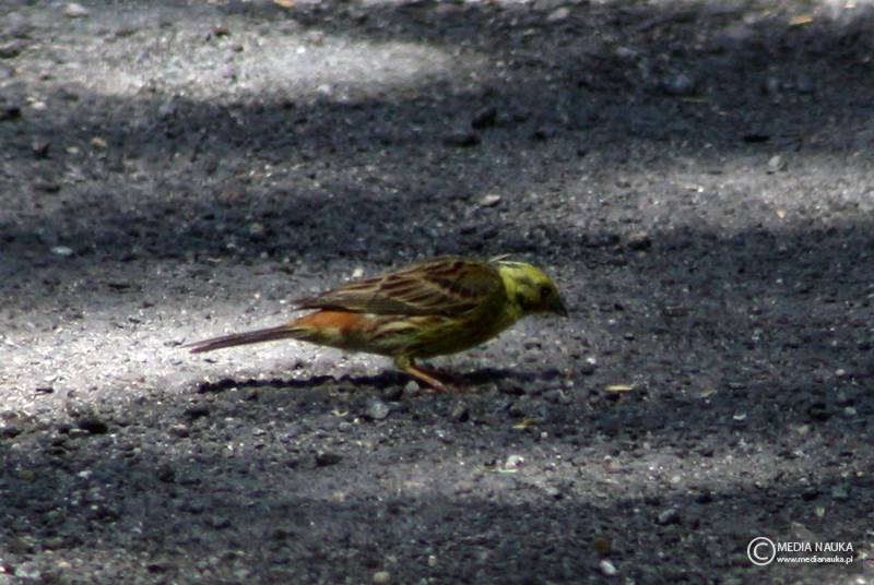 trznadel (Emberiza citrinella)