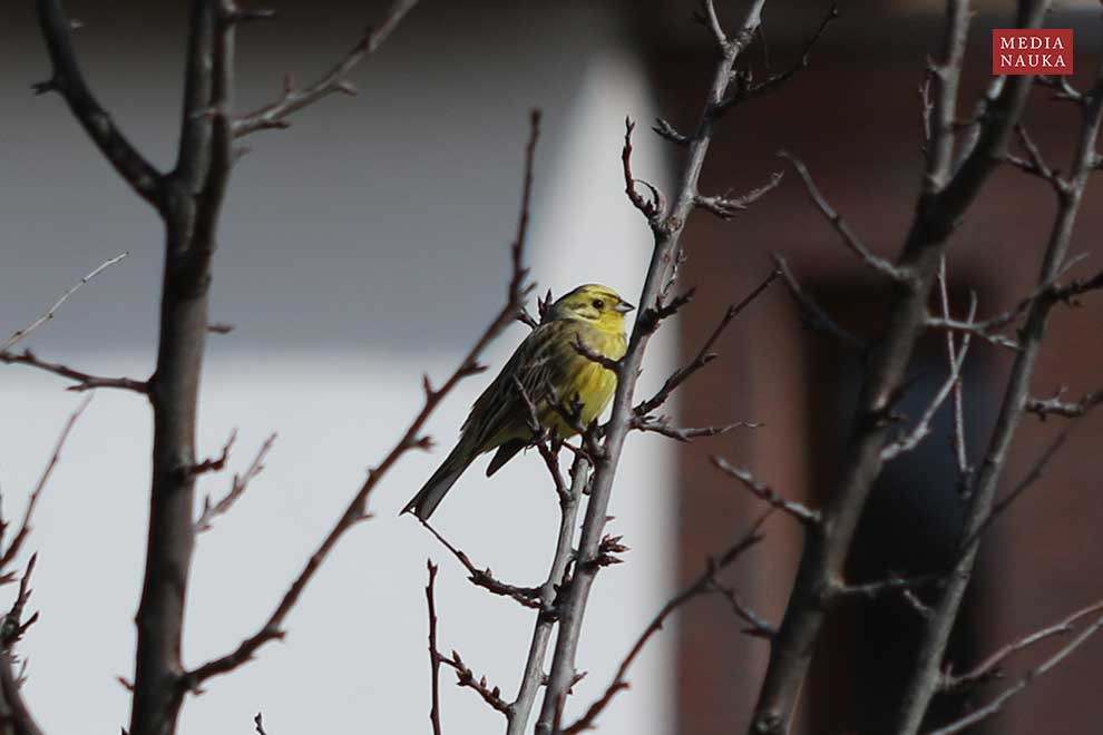 trznadel (Emberiza citrinella)