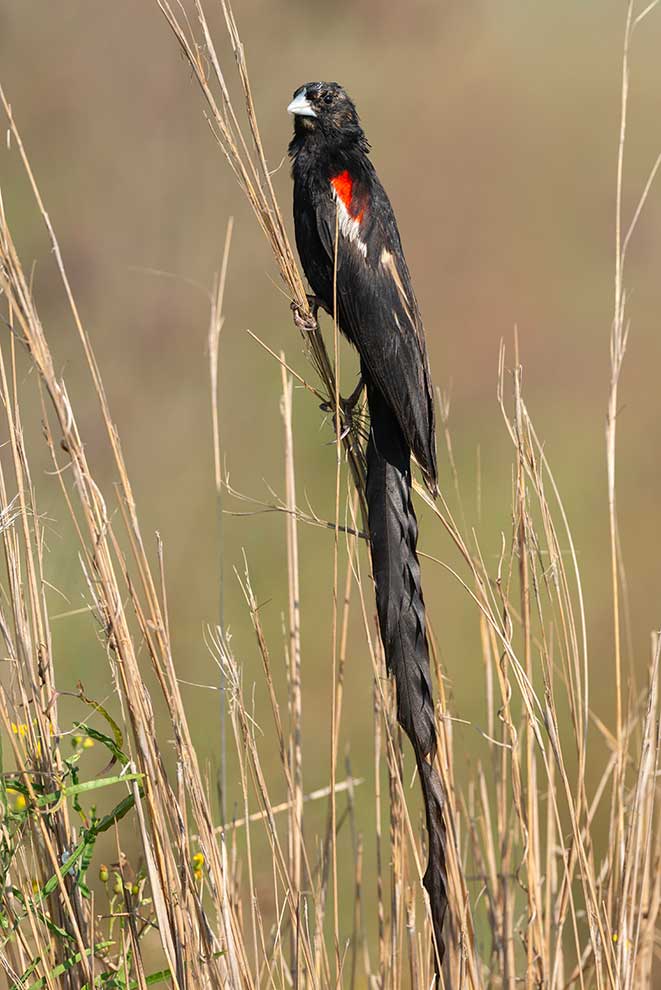wikłacz olbrzymi (Euplectes progne)