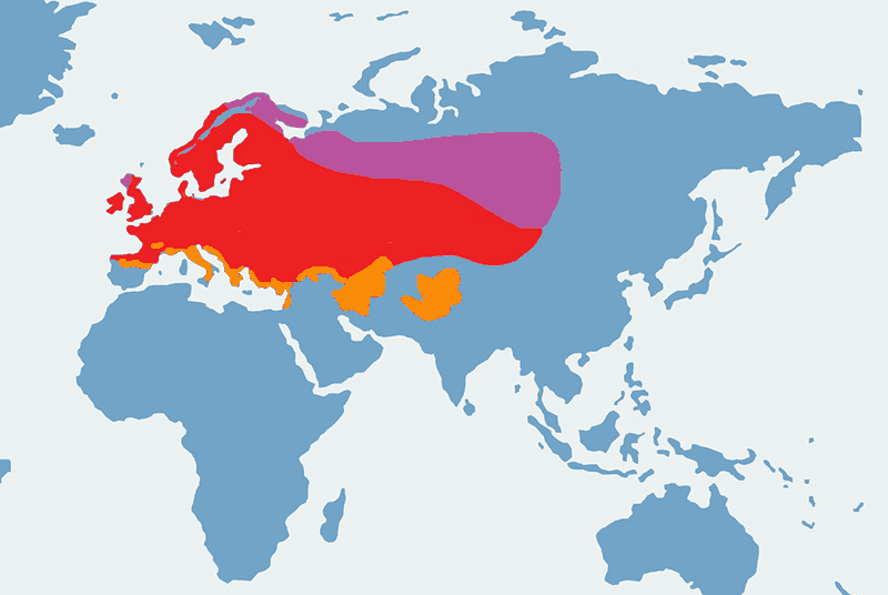 trznadel - mapa