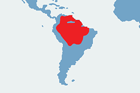 Hoacyn – mapa występowania na świecie