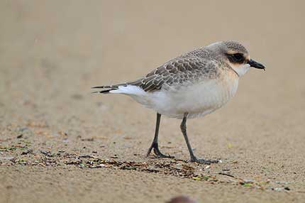 Sieweczka mongolska (Charadrius mongolus)