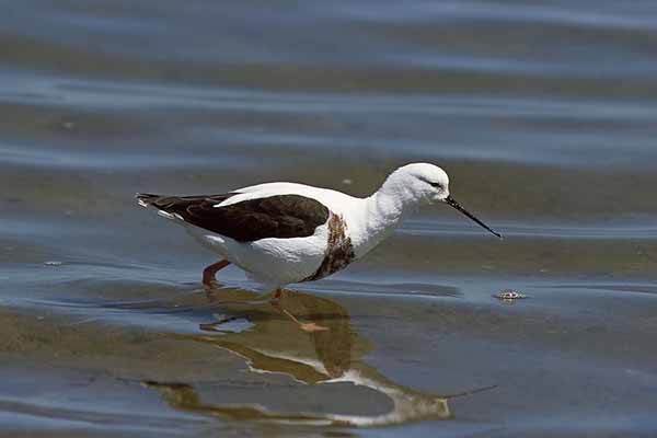 Szydłodziób (Cladorhynchus leucocephalus)