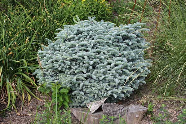 Jodła szlachetna (Abies procera)