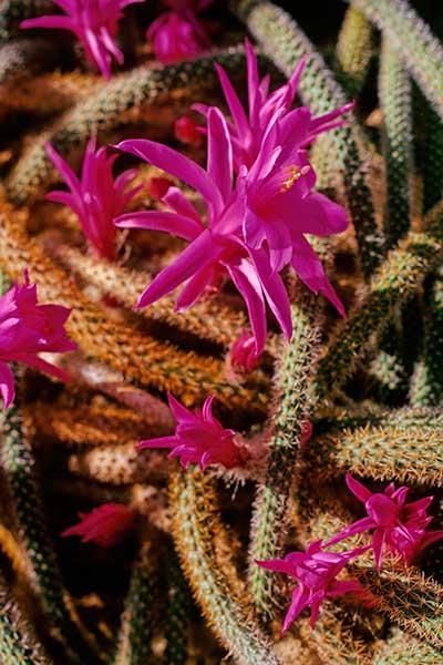 Aporokaktus biczowaty (Acanthocereus tetragonus)