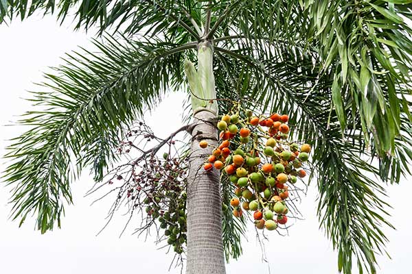 Areka katechu, palma betelowa (Areca catechu)