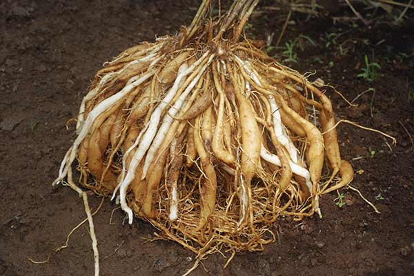 Shatawari (Asparagus racemosus)