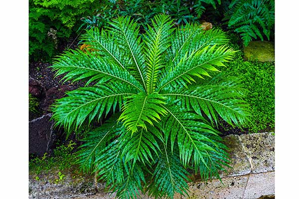 Podrzeń garbaty (Blechnum gibbum)