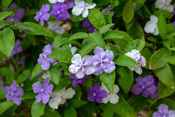 Brunfelsja kielichowata (Brunfelsia pauciflora)