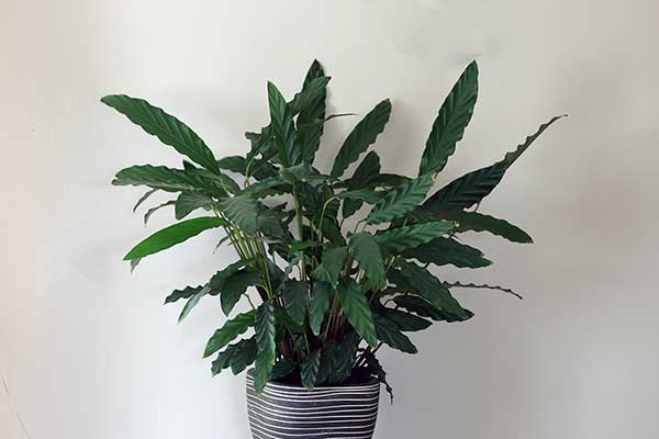 Kalatea falistolistna (Calathea rufibarba)