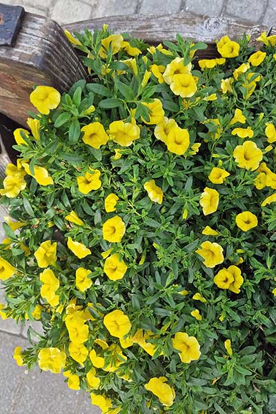 Kalibrachoa ogrodowa (Calibrachoa hybrids)