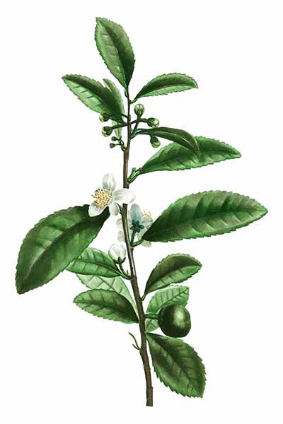 Herbata chińska, kamelia chińska (Camellia sinensis)