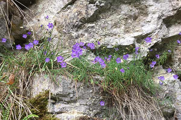 Dzwonek wąskolistny (Campanula polymorpha)