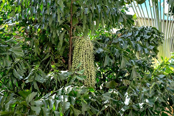 Kariota łagodna, palma orzechowa (Caryota mitis)