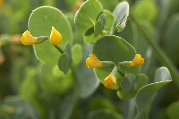 Cieciorka skorpionowata (Coronilla scorpioides)