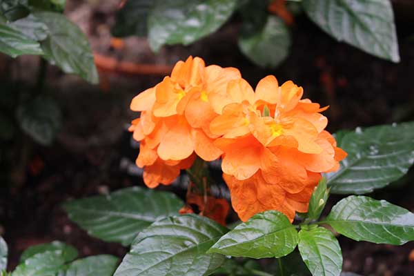 Krossandra lejkowata (Crossandra infundibuliformis)