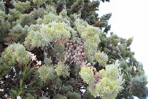 Cyprys arizoński (Cupressus arizonica)