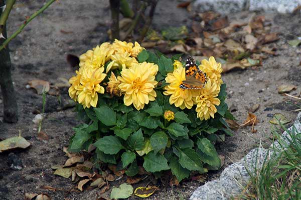 Dalia zmienna, georginia ogrodowa (Dahlia pinnata)