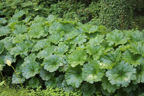 Tarczownica tarczowata (Darmera peltata)