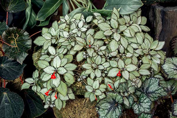 Epsicja miedziowa (Episcia cupreata)