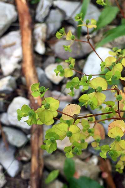 Wilczomlecz sztywny (Euphorbia serrulata)