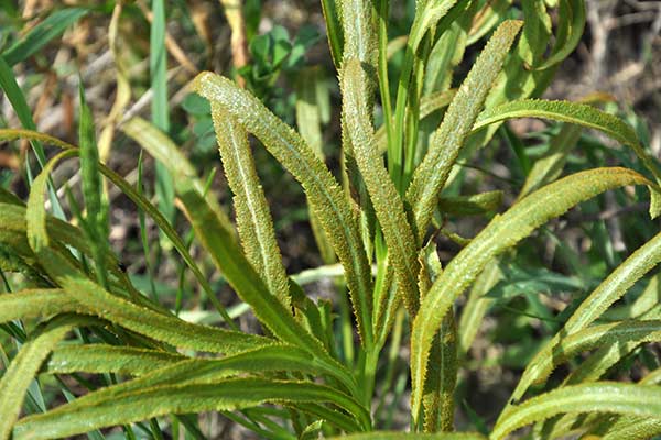 Sierpnica pospolita, sierpnica zwyczajna (Falcaria vulgaris)