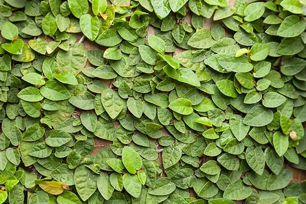 Fikus pnący, figowiec pnący (Ficus pumila)