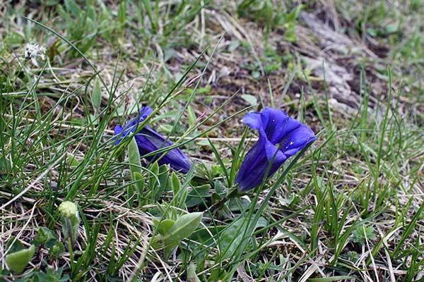 Goryczka krótkołodygowa, goryczka Klusjusza (Gentiana clusii)