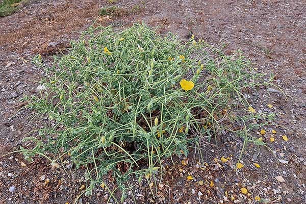 Siwiec żółty (Glaucium flavum)