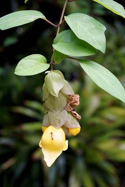  (Gmelina philippensis)