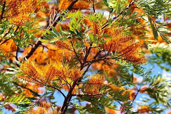 Grewilla mocna (Grevillea robusta)