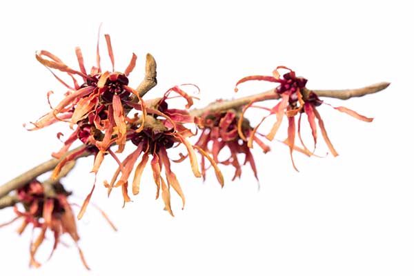 Oczar wiosenny (Hamamelis vernalis)