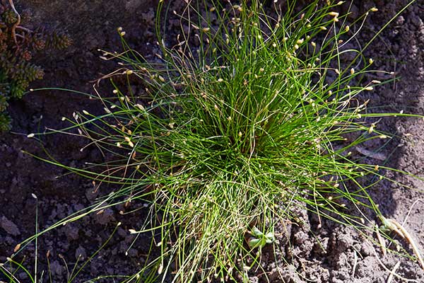 Sitniczka zwisła, sitowie zwisłe (Isolepis cernua)