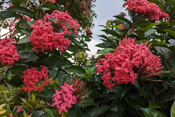 Iksora szkarłatna (Ixora coccinea)