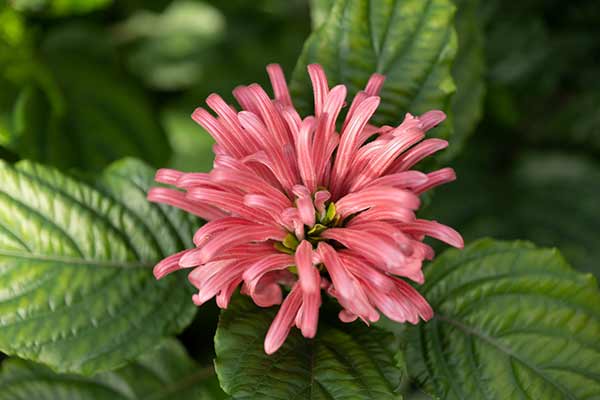 Jakobinia różowawa (Justicia carnea)