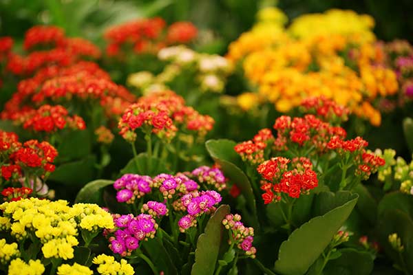 Kalanchoe Blossfelda (Kalanchoe blossfeldiana)