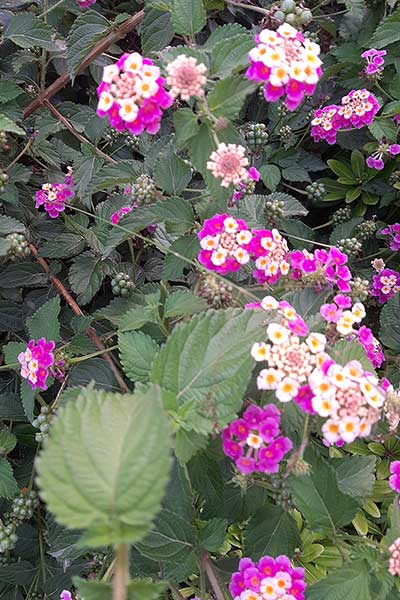 Lantana pospolita, lantana mieszańcowa (Lantana camara)