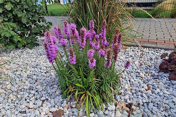 Liatra kłosowa (Liatris spicata)