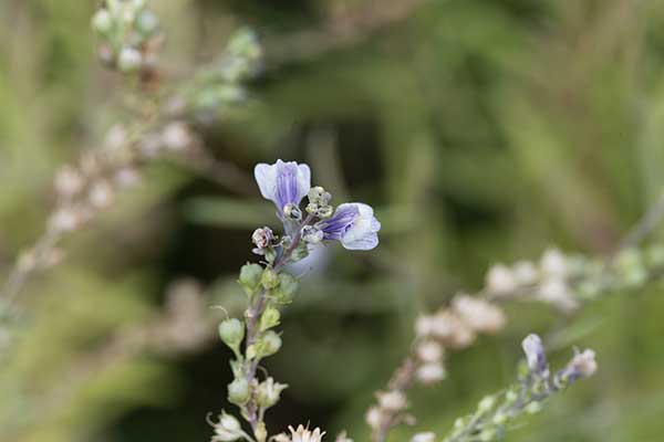 Lnica kreskowana (Linaria repens)