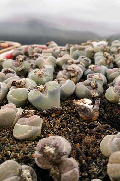  (Lithops salicola)