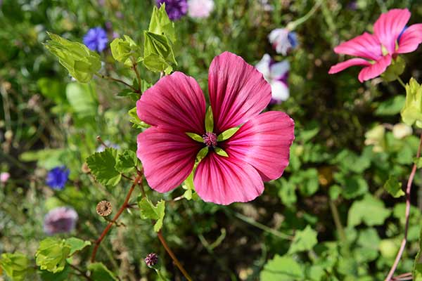 Ślęzawa trójdzielna (Malope trifida)