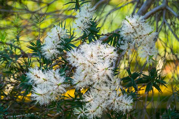 Melaleuka skrętolistna (Melaleuca alternifolia)