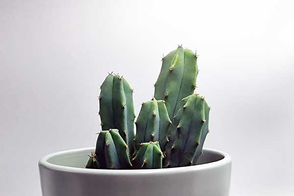  (Myrtillocactus geometrizans)