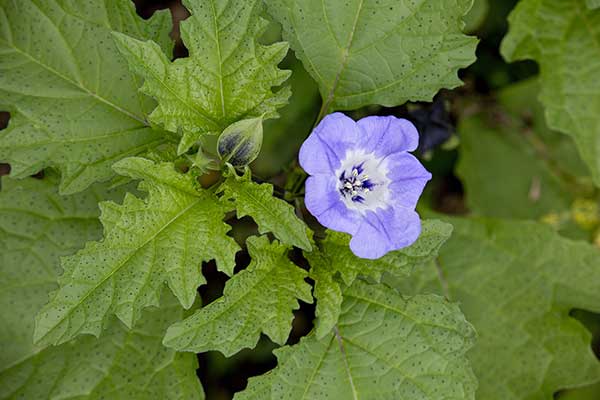 Nikandra miechunkowata (Nicandra physalodes)