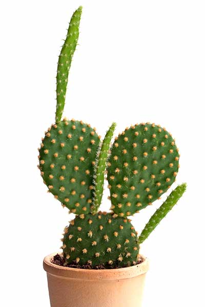 Opuncja drobnokolczasta (Opuntia microdasys)