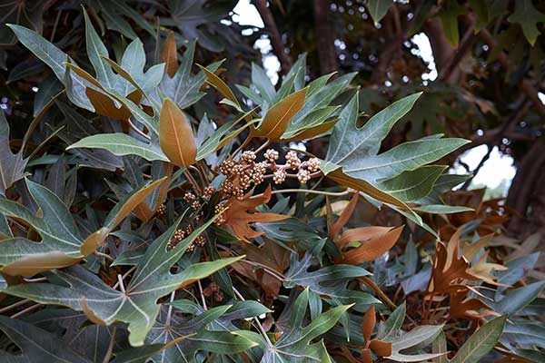  (Oreopanax dactylifolius)