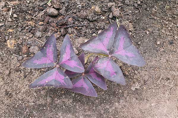 Szczawik trójkątny (Oxalis triangularis)