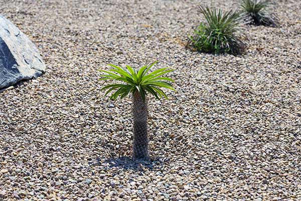 Pachypodium Lamera (Pachypodium lamerei)